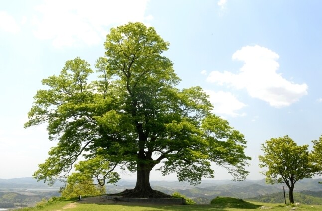 옛 산성에 뿌리를 내린 부여 가림성 느티나무. 문화재청 제공