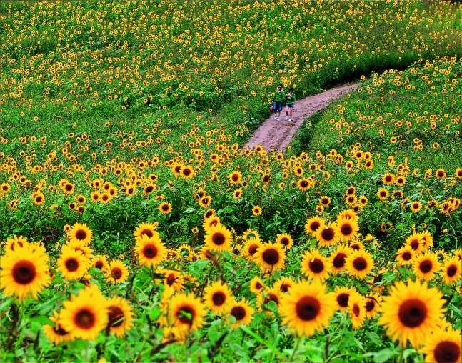 태백해바라기축제장 모습. 태백시 제공