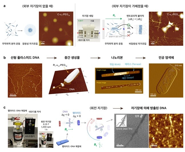 &nbsp; &nbsp; &nbsp; &nbsp; &nbsp; &nbsp; &nbsp; &nbsp; &nbsp; &nbsp; &nbsp; &nbsp; &nbsp; &nbsp; &nbsp; &nbsp; &nbsp; &nbsp; &nbsp; &nbsp; &nbsp; &nbsp; &nbsp; a. 자기장에 따른 막대-코일 빌딩 블록의 자가조립 구조 변화 b.인공염색체의 형성 과정 c. 자기장으로 인공염색체의 DNA 복원. 연세대 제공