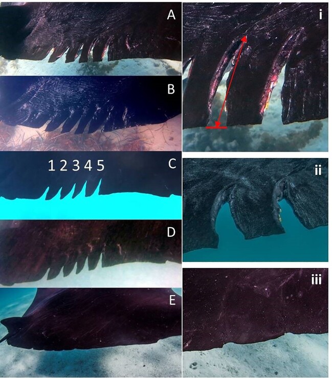 암초대왕쥐가오리 #0018이 모터보트에 치여 생긴 상처와 치유되는 과정(왼쪽). 오른쪽은 발견 첫날(ⅰ), 7일째(ⅱ), 295일째(ⅲ) 상처의 모습. 프레이저 맥그리거 외 (2019) ‘플로스 원’ 제공.