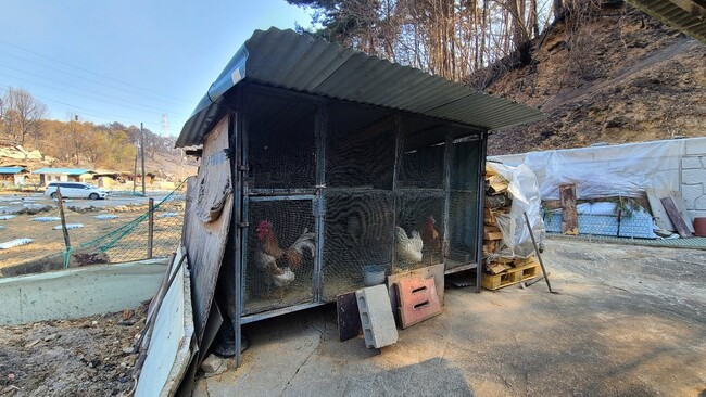 6일 오전 산불 피해를 입은 경북 울진군 북면 신화2리 모습. 주인 없는 텅 빈 집 마당에 6마리 닭들이 장 안에서 울고 있다. 박지영 기자