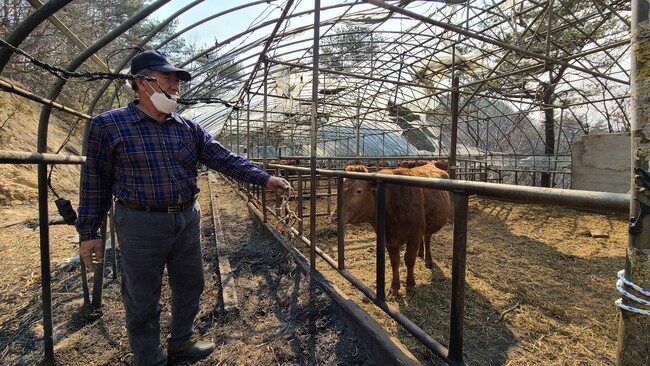 6일 오전 11시30분께 경북 울진군 북면 사계1리에서 축사를 운영하는 남계순(71)씨. 마을 대피령을 듣고 급하게 축사에 묶여 있던 줄을 끊고 대피했다고 한다. 대피 당시 급하게 끊은 줄을 보여주는 남씨. 박지영 기자