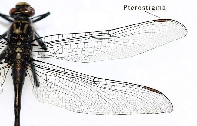 잠자리 날개 가장자리의 짙은 반점(Pterostigma)은 비행에 큰 영향을 주는 기관이다. 메뚜기에는 없는 이 부위가 원시 메뚜기에서 발견됐다. 위키미디어 코먼스 제공.