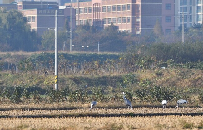 재두루미 뒤편으로 금파초등학교와 금파중학교가 보인다.