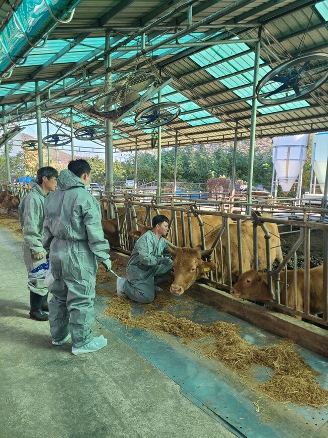 경기도 한 사육농가에서 소 럼피스킨병 백신 접종이 이뤄지고 있다. 경기도 제공