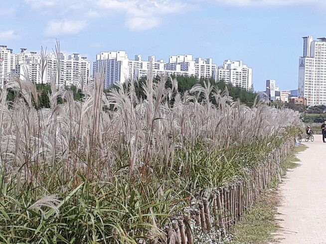 태화강 억새 군락지. 울산시 제공