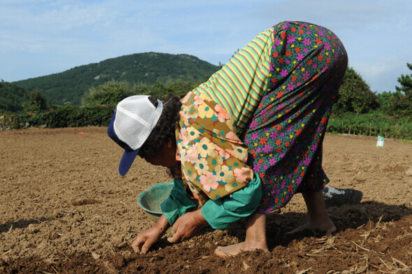 전남 완도군 청산면 당리 황토밭에서 한 할머니가 허리를 숙인 채 마늘을 심고 있다. 강재훈 기자