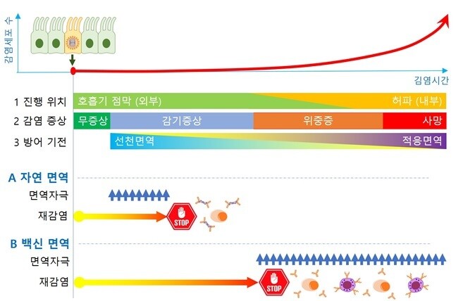 그림1. 코로나19 감염의 진행단계와 자연 면역과 백신 면역의 반응. ※ 이미지를 누르면 크게 볼 수 있습니다.