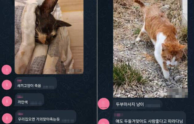 고양이 40여 마리를 학대한 동탄 길고양이 학대 사건 가해자의 에스엔에스 대화 장면. 전국길고양이보호단체연합 제공