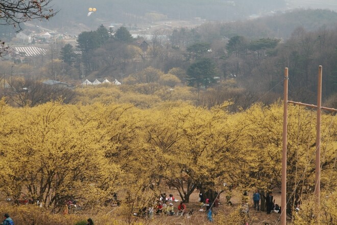 경기 이천시 ‘이천백사산수유꽃축제’. 이천시 제공