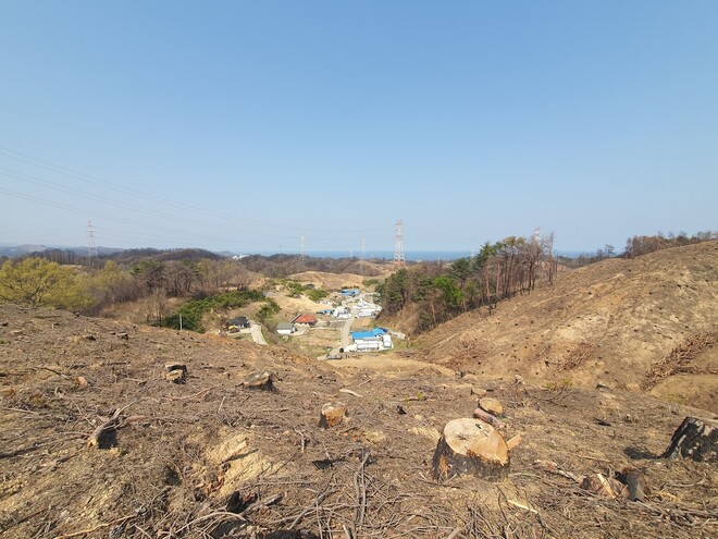 3일 경북 울진군 북면 신화2리 마을을 감싸고 있던 소나무숲이 지난해 3월 난 산불로 민둥산으로 변했다. 이정하 기자