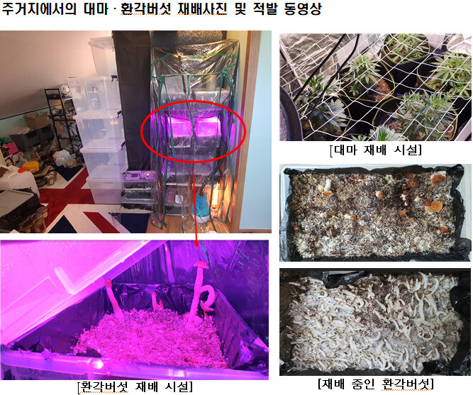 주거지에서의 대마·환각버섯 재배 사진. 대검 제공