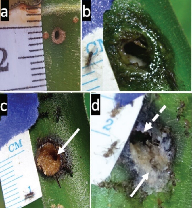 케크로피아 나무에 아스테카 개미가 뚫은 둥지로 향한 구멍(a), 줄기에 실험자가 뚫은 지름 6.4㎜ 인위적 구멍, 2시간 반 동안 개미가 구멍 안에서부터 메운 모습(c, 화살표가 구멍), 24시간 뒤(d, 점선 화살이 남아있는 구멍). 알렉스 위슬로 외 (2021) ‘벌목 연구 저널’ 제공.