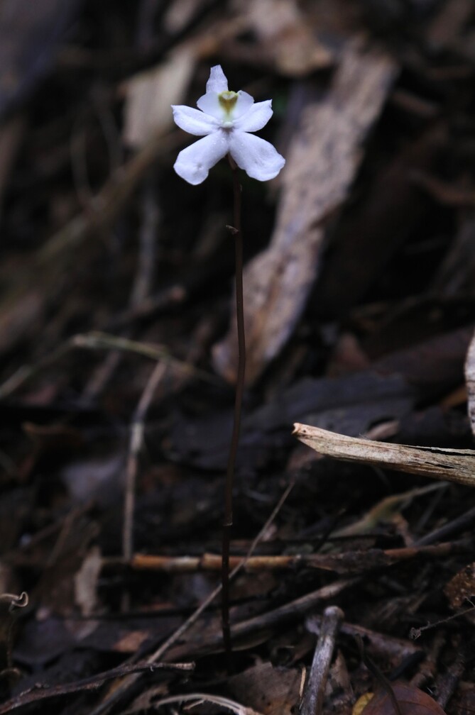 마다가스카르에서 발견된 유령란(Didymoplexis stella-silvae). 캄캄한 밤에 잠깐 개화한다. 요한 헤르만스 제공.