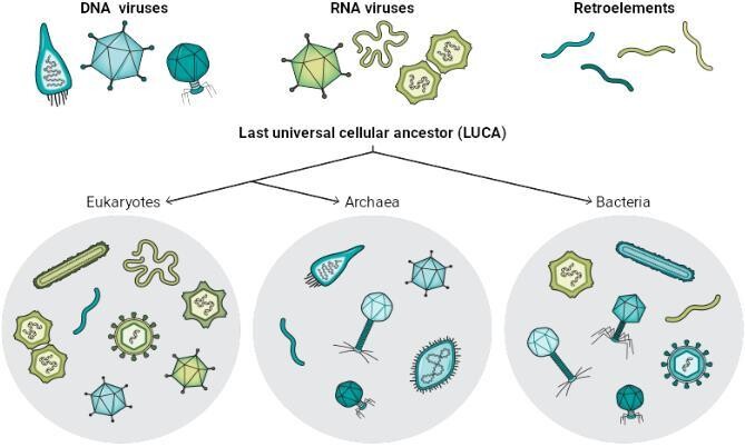 세포 생물을 숙주로 삼아 증식하는 존재는 크게 세가지로 나뉜다. 이 가운데 아르엔에이(RNA) 바이러스는 진핵생물을 주로 공격하는데, 코로나19를 비롯해 오늘날 인류를 괴롭히는 병원체 가운데 아르엔에이 바이러스가 꽤 된다. 사이언스 제공