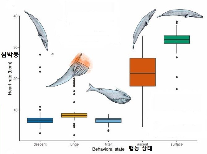 대왕고래의 사냥 행동과 심박동수의 관계. 골드보겐 외 (2019) ‘피나스’ 제공.