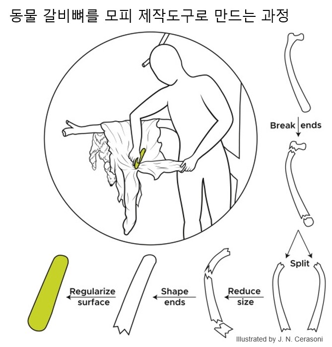 갈비뼈 양끝을 잘라낸 뒤 손에 쥐기 좋은 크기로 다시 자른 다음, 끝을 다듬어 도구를 완성한다. 아이사이언스 ※ 이미지를 누르면 크게 볼 수 있습니다.