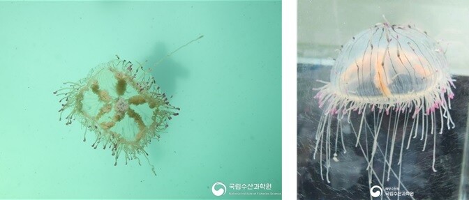 꽃모자해파리. 국립수산과학원 제공