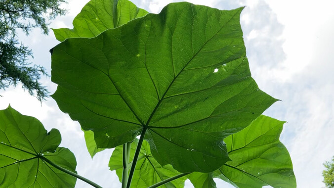 오동나무 잎. 사진 김용규 제공