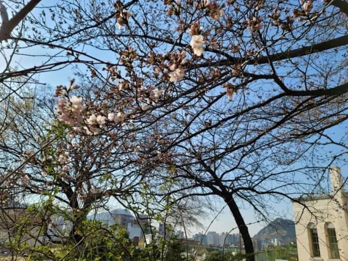 서울 종로구 송월동 서울기상관측소 기준표준목인 왕벚꽃나무에서 24일 벚꽃이 폈다. 1922년 관측 이래 100년 만에 가장 이른 개화다. 기상청 제공