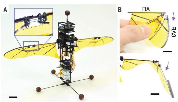 연구팀은 꼬리 날개 없는 날갯짓 비행로봇에 장수풍뎅이 비행 원리 장치를 부착해 실험했다. 접힘-펼침이 가능한 날개를 장착한 비행로봇 모습(A). 바깥쪽 날개의 접힘-펼침 모양(B). 건국대 제공