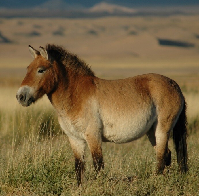 몽골의 하르 오스 노르(Khar Us Nuur) 국립공원 지역에서 다시 야생으로 돌아간 프르제발스키.