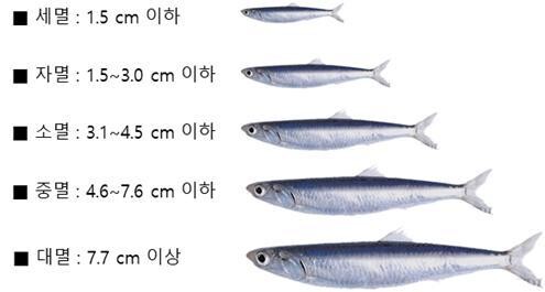 멸치는 크기로 세멸(1.5㎝ 이하), 자멸(1.5~3㎝), 소멸(3.1~4.5㎝), 중멸(3~7.6㎝), 대멸(7.7㎝ 이상)로 구분된다. 국립수산과학원 제공