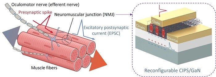 &nbsp; &nbsp; &nbsp; &nbsp; &nbsp; &nbsp; &nbsp; &nbsp; &nbsp; &nbsp; &nbsp; &nbsp; &nbsp; &nbsp; &nbsp; &nbsp; &nbsp; &nbsp;숭실대 유건욱 교수 연구팀, 신경근접합부 모방 가능한 reconfigurable GaN 트랜지스터 개발.숭실대 제공