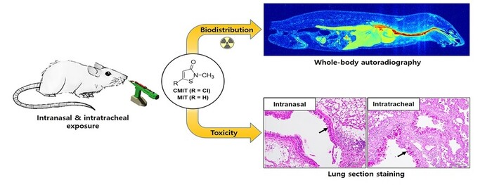 오른쪽 위 사진은 방사성 동위원소를 합성한 클로로메틸이소치아졸리논·메틸이소치아졸리논을 실험용 쥐의 호흡기에 노출한 뒤 촬영한 정량전신자가방사선영상. 국립환경과학원 제공