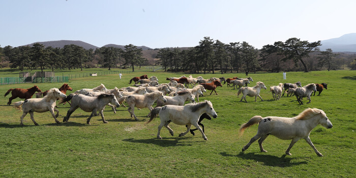 제 주마 방목지에 방목 중인 천연기념물 제주 조랑말.