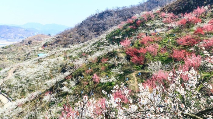 지난해 3월 전남 광양시 다압면 매화마을 전경. 광양시청 누리집 갈무리