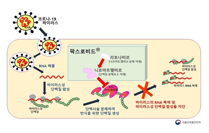 화이자의 먹는 코로나19 치료제 ‘팍스로비드’ 작용방법. 식품의약품안전처 제공