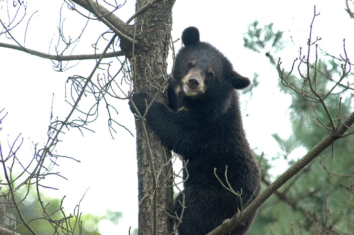 지리산 일원에서 종 복원 사업을 진행 중인 반달가슴곰. 국립공원연구원 제공