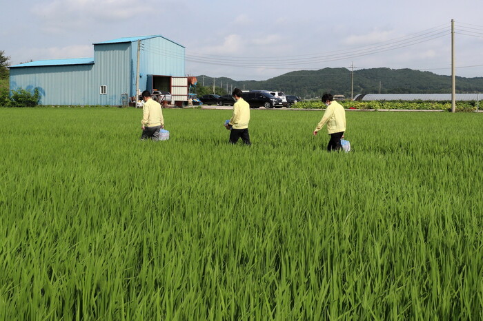 논밭 경지면적이 전남 구례군에 버금가는 농촌지역이 많은 광주광역시 광산구 들판. 광산구 제공