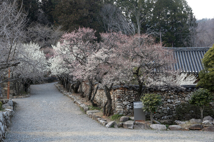 순천 선암사 매화 군락.