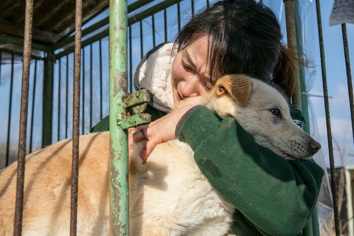 정부와 국민의힘이 17일 민당정 협의회를 열고 ‘개 식용 금지 특별법’을 연내 제정하고 2027년부터 단속을 추진한다고 밝혔다. 한국 휴메인소사이어티 인터내셔널(HSI) 제공