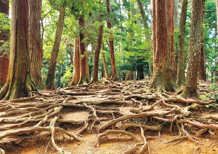 굳은 암반을 뚫고 나온 삼나무 뿌리가 지표를 덮고 있는 구라마데라 경내의 산길.