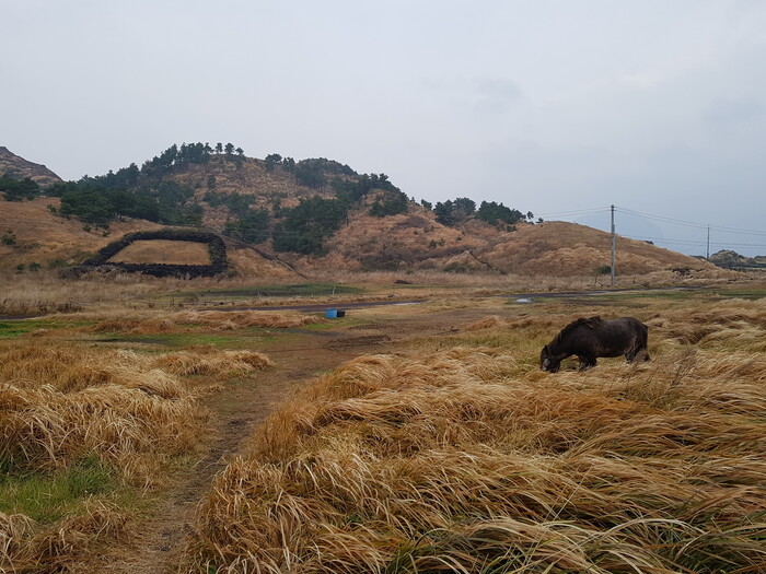 제주 송악산.