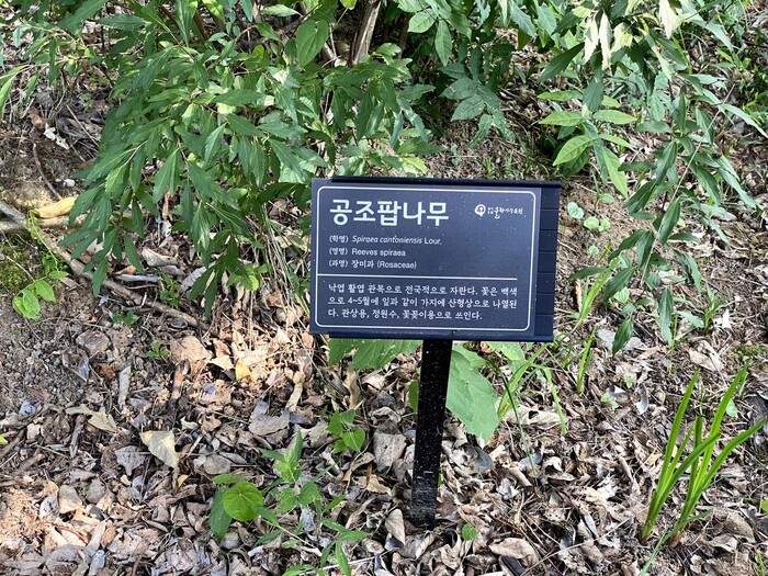 장미과 공조팝나무에 관한 설명 팻말. ‘산형(繖形)상으로 나열된다’에서 산형은 ‘우산꼴’로 바꿔 쓰면 아이들도 이해하기 쉬울 듯하다. 김지윤 기자