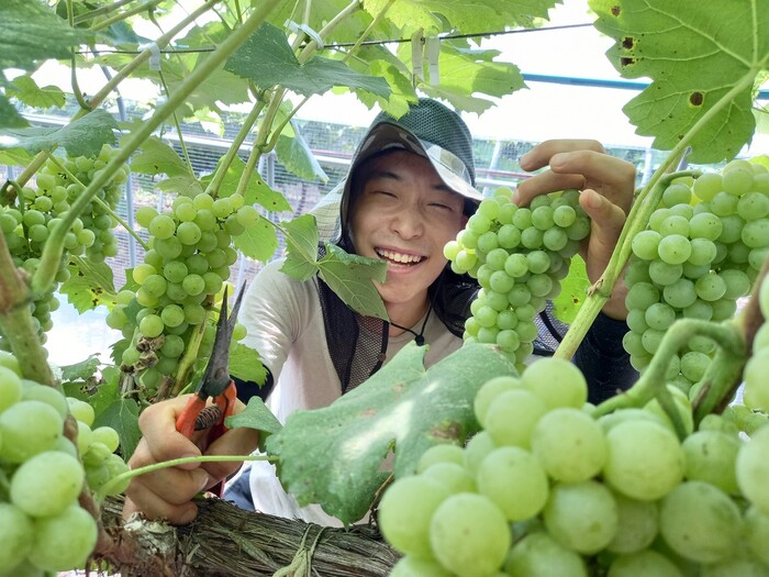 충북 영동군에 있는 와이너리 불휘농장에서 포도 따기 체험 중인 관광객이 환하게 웃고 있다. 불휘농장 제공