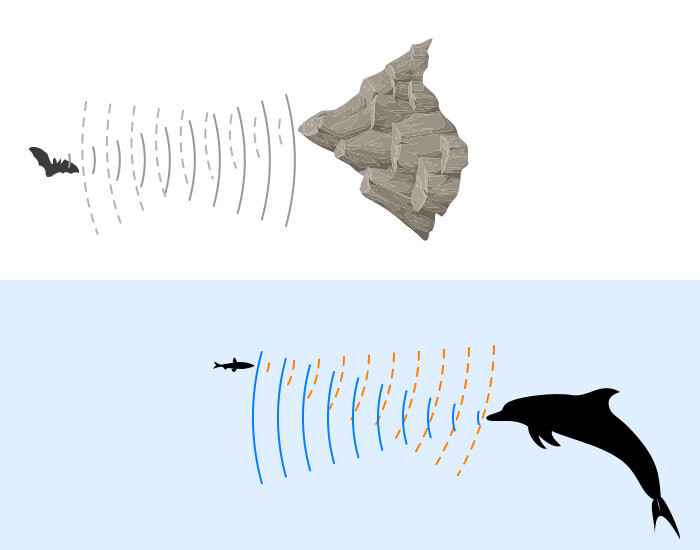 박쥐와 돌고래가 초음파로 물체와의 거리를 인지하는 방법의 원리도 ToF 카메라 (또는 라이다)와 레이더의 원리와 같다. 빛 대신 소리가 날아가는 시간으로 거리를 인지한다는 점이 다르다. 해군 함정이나 어선에서 이용하는 소나(SONAR: SOund Navigation And Ranging)의 원리도 같다.