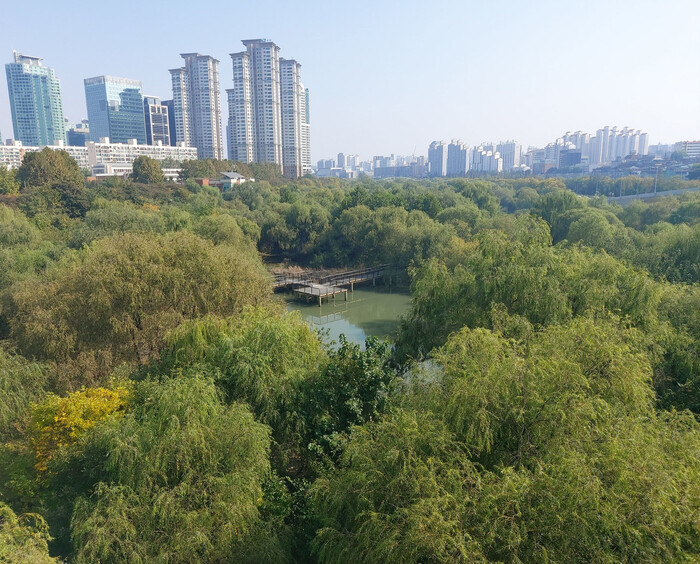 지난 19일 서울 영등포구 여의도동 ‘샛강 다리’에서 바라본 샛강 숲. 김선식 기자