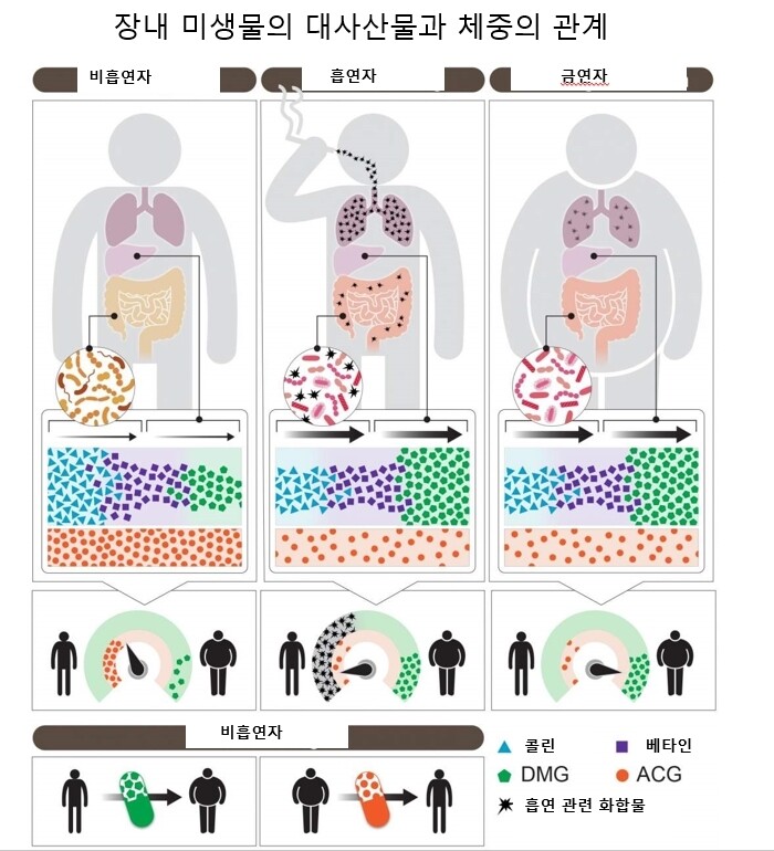 장내 대사과정에서 콜린이 베타인을 거쳐 디메틸글리신으로 바뀐다.