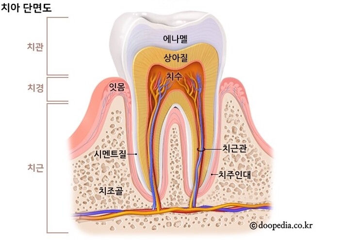 네이버 지식백과