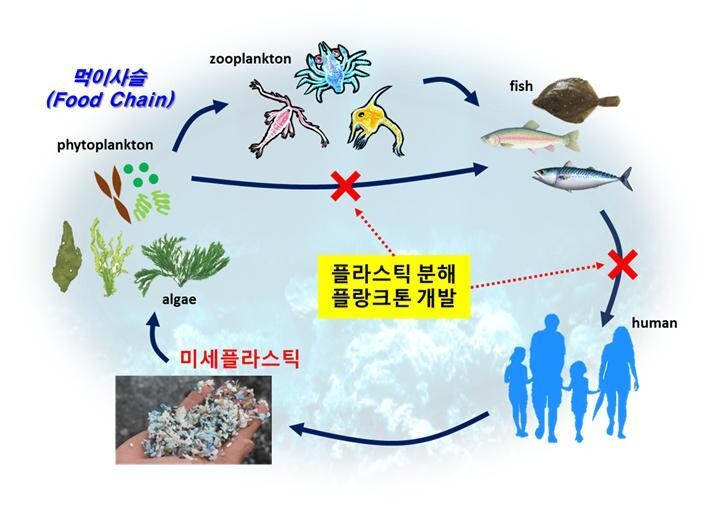 미세플라스틱 오염이 먹이 사슬에 따라 생물에 농축되는 과정에서 플라스틱 분해 플랑크톤이 순환 고리를 끊는 구실을 할 수 있다. 생명연 제공