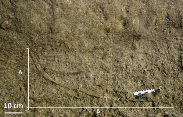 사암층에 남은 왕털갯지렁이의 조상뻘인 거대 바다 벌레의 집 흔적화석. 그라나다 대 제공.