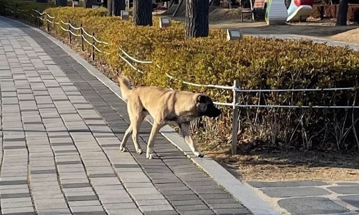 부산시민공원에 나타난 들개 모습. 부산시설공단 제공