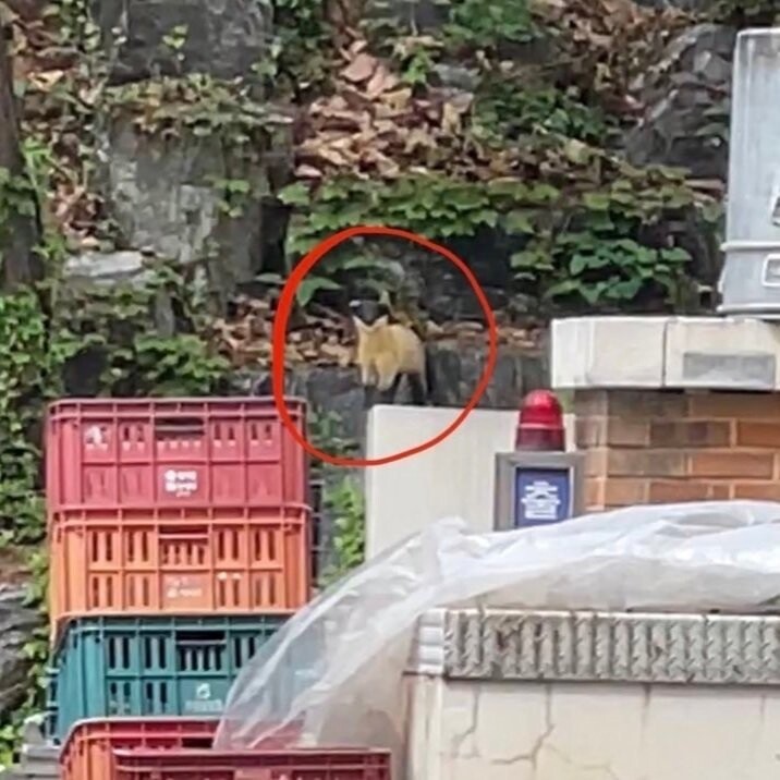 불암산 자락의 민가에서 목격된 담비(원 안). 포천 국립수목원에서 수락산을 거쳐 이동해 온 것으로 추정된다. 김주영, 연합뉴스