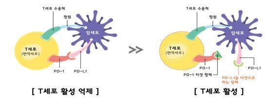스크립스코리아항체연구원이 3세대 항암치료제인 ‘면역항암 항체치료제’ 개발에 성공했다. 사진은 피디(PD)-L(엘)1 면역항암 항체의 작용 방식. 스크립스코리아항체연구원 제공