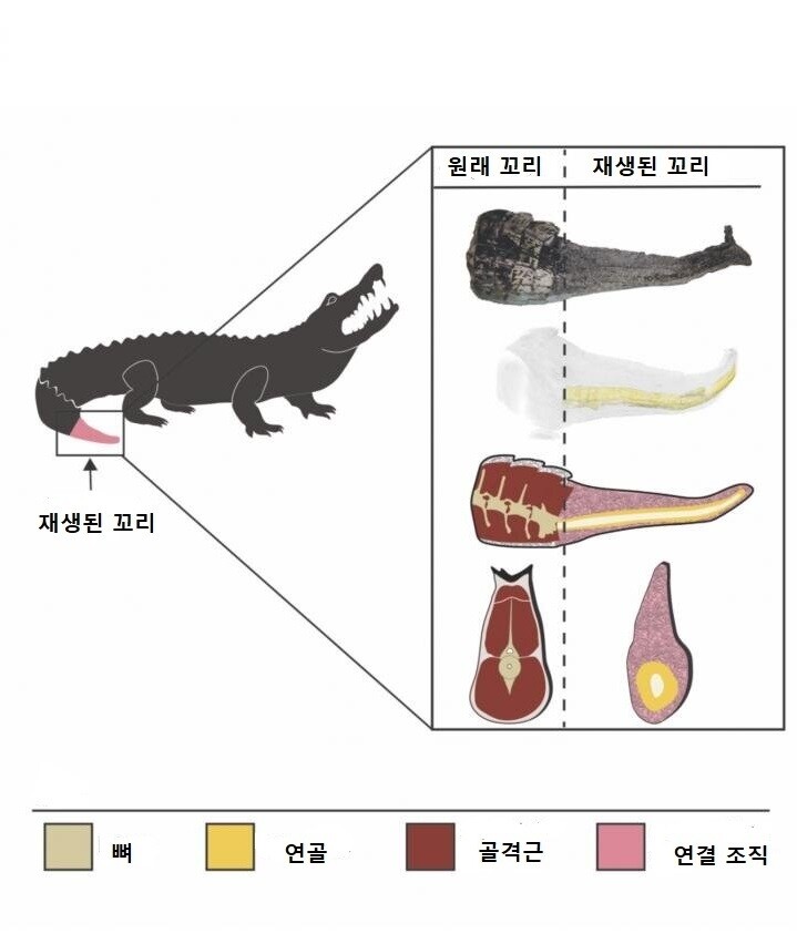 악어의 원래 꼬리와 재생된 꼬리의 비교. 신디 수 외(2020) ‘사이언티픽 리포츠’ 제공.